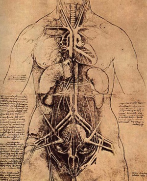 female torso